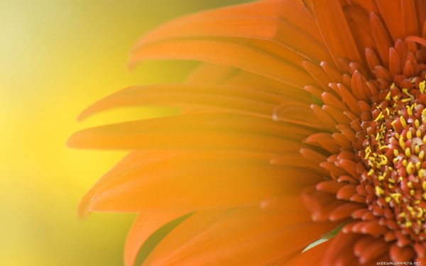 weblywall.com-flowers-081.jpg