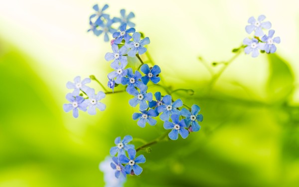 weblywall.com-flowers-085.jpg
