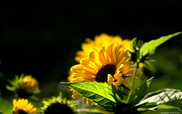 weblywall.com-sunflower-06.jpg