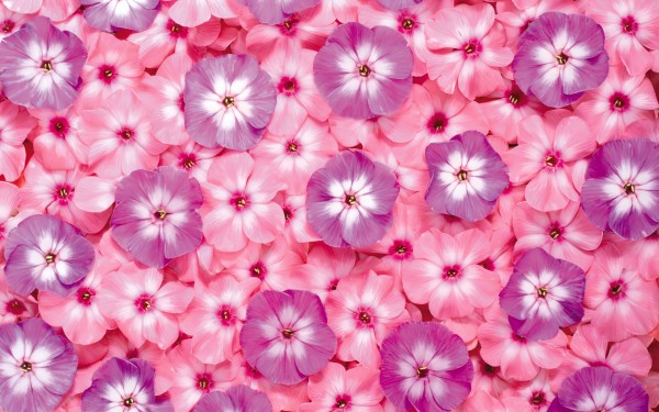 weblywall.com-flowers-086.jpg