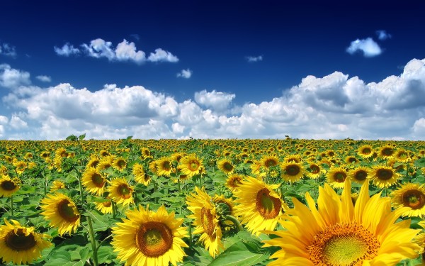 weblywall.com-sunflower-01.jpg