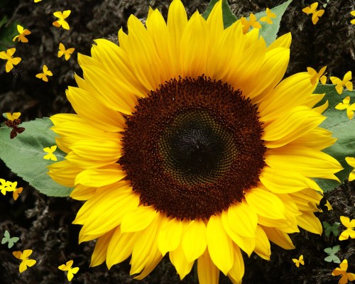 weblywall.com-sunflower-11.jpg