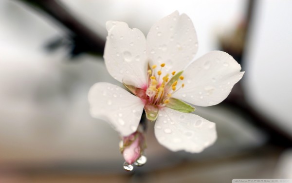weblywall.com-flowers-076.jpg