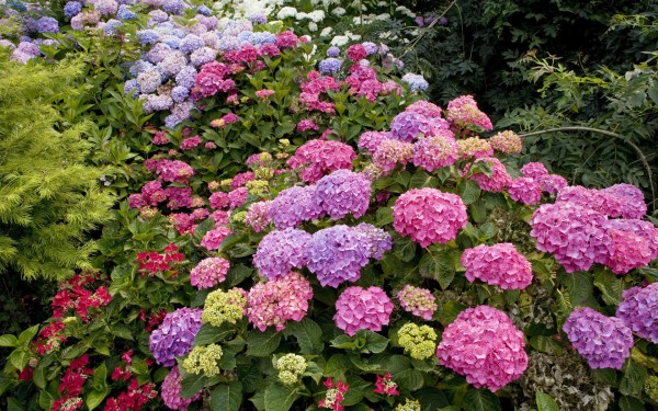 weblywall.com-flowers-071.jpg