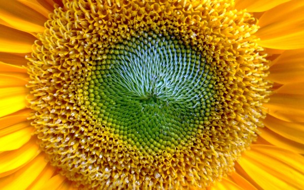 weblywall.com-sunflower-10.jpg
