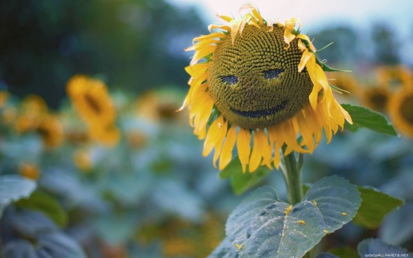 weblywall.com-sunflower-08.jpg