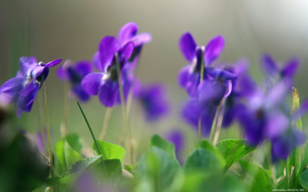 weblywall.com-flowers-083.jpg