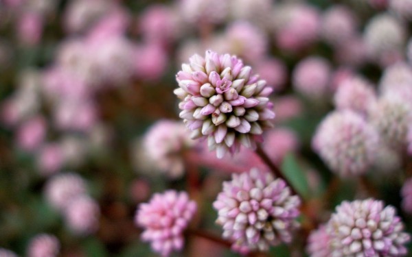 weblywall.com-flowers-072.jpg