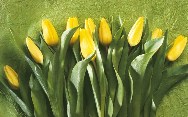weblywall.com-flowers-082.jpg