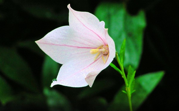 weblywall.com-flowers-088.jpg