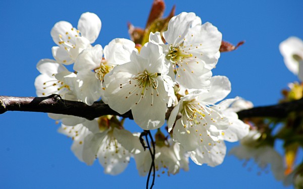 weblywall.com-flowers-077.jpg