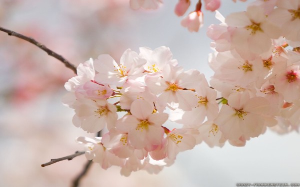 weblywall.com-flowers-092.jpg