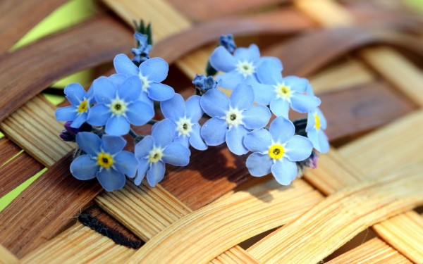 weblywall.com-flowers-089.jpg