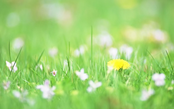 weblywall.com-flowers-090.jpg