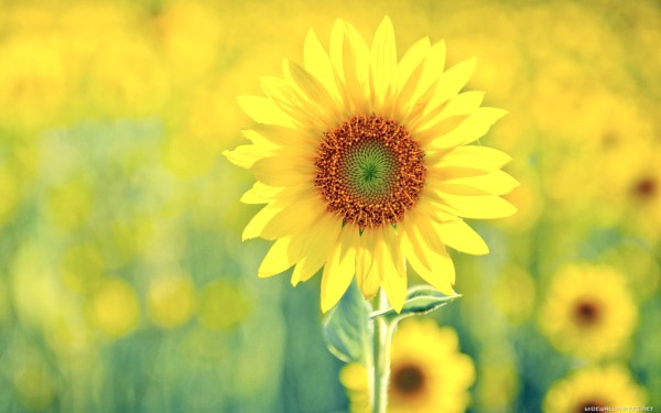 weblywall.com-sunflower-07.jpg