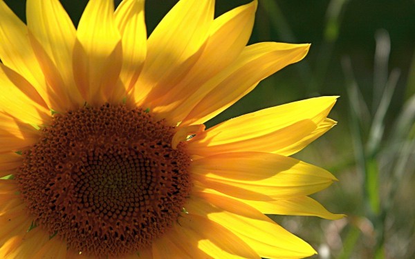 weblywall.com-sunflower-02.jpg