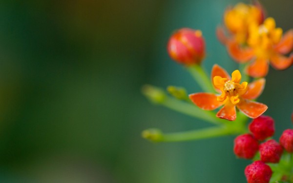 weblywall.com-flowers-073.jpg