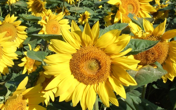 weblywall.com-sunflower-12.jpg