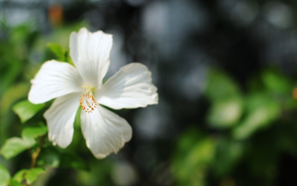 weblywall.com-flowers-080.jpg