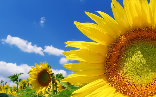 weblywall.com-sunflower-09.jpg
