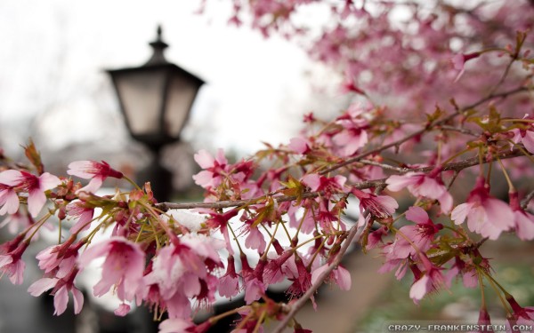 weblywall.com-flowers-091.jpg