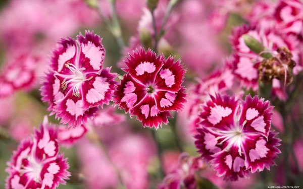 weblywall.com-flowers-075.jpg