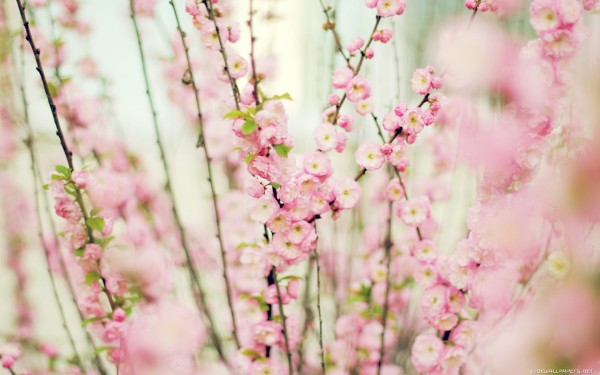 weblywall.com-flowers-094.jpg