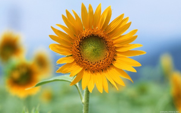 weblywall.com-sunflower-03.jpg